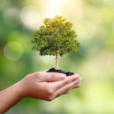 Саженцы деревьев - Саженцы, семена Саженцы деревьев - Саженцы, семена