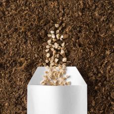 Семена овощей - Саженцы, семена Семена овощей - Саженцы, семена