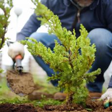 Удобрения - Саженцы, семена Удобрения - Саженцы, семена